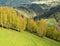 Birch Trees on a mountainside