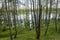 Birch trees near the lake in the summer. Untouched nature by man