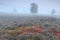 Birch trees and orange burnt moss in dense fog