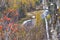 Birch trees overlooking the Transcanada Highway from the town of