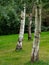 Birch trees in the park, leaning to the same side