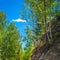 Birch Trees, Pines And Cedars Growing On A Rocky Steep Slope At Altai Mountains, Kazakhstan. Sunny Summer Day