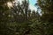 Birch trees plantation next to a stream of water in autumn in the morning