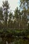 Birch trees plantation next to a stream of water in autumn in the morning