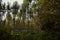 Birch trees plantation next to a stream of water in autumn in the morning