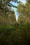 Birch trees plantation next to a stream of water in autumn in the morning