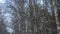 Birch trees in snowy and sunny winter day. Snowy Silver Birch. Winter landscape with snow field, birch tree, road.