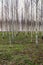 birch trees in spring