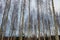 birch trees in spring