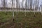 birch trees in spring