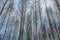 birch trees in spring