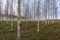 birch trees in spring