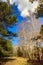 Birch trees in the spring forest