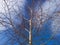 Birch trees in the spring forest