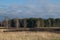 Birch trees in the spring meadow after last year`s dry grass burn out.