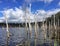 Birch trees standing in flooded water