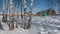 Birch trees are standing in a snowdrift.