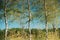 Birch Trees that Standing In Water During Spring Flood floodwaters. Reflection of Trees woods in Water deluge During A