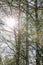 Birch trees on a sunny spring day against a blue sky. Trees of the Russian middle lane. Vertical