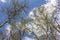 The birch trees in their spring colors contrast nicely against the blue sky with white clouds