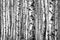 Birch trees trunks in black and white