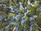 Birch trees trunks looking up. Green spring leaves