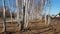 Birch trees on the Wall Trail in the north of Berlin on a sunny winter day