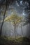 Birch trees and webs at Abernethy forest in Scotland.