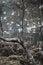 Birch trees and webs at Abernethy forest in Scotland.