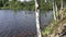 Birch trees in the wind on the bank of the pond.