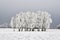 Birch trees in winter