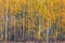 Birch trees, yellow leaves