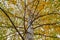 Birch treetop covered in autumn leaves