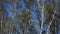 Birch treetops and trunks in a panoramic view in the forest