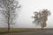 Birch tress by the road in the fog with morning glow