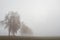 Birch tress by the road in the fog with morning glow