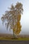 Birch tress by the road in the fog with morning glow