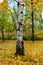 Birch trunk in autumn park with fallen leaves on an early cloudy morning.