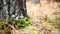 Birch trunk with bark and moss, earth in autumn fallen leaves, grass