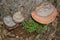 On the birch trunk, covered with moss growing large white mushroom chaga.