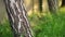 Birch trunk in the green grass of a sunny garden.