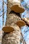 Birch trunk with polypore mushrooms