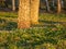 Birch trunk silhouettes, early spring morning, first green grass and flowers