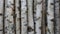 Birch trunks for firewood, building timber or decoration. Betula Papyrifera. Natural wood background