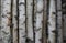 Birch trunks for firewood, building timber or decoration. Betula Papyrifera. Natural wood background