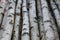 Birch trunks for firewood, building timber or decoration. Betula Papyrifera. Natural wood background