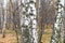 Birch trunks in grove in city pank in late fall