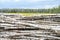 Birch trunks are piled up on the edge of a field of rapeseed near the forest. Early spring and heating season in rural areas.