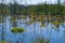 Birch trunks are reflected in the swamp, a picturesque swamp