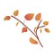 a birch twig in a gradient color. autumn foliage. texture gradient.